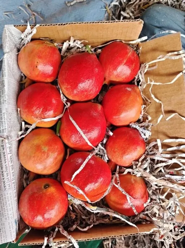 Bhagwa pomegranates packed in a ventilated carton with paper cushioning for export