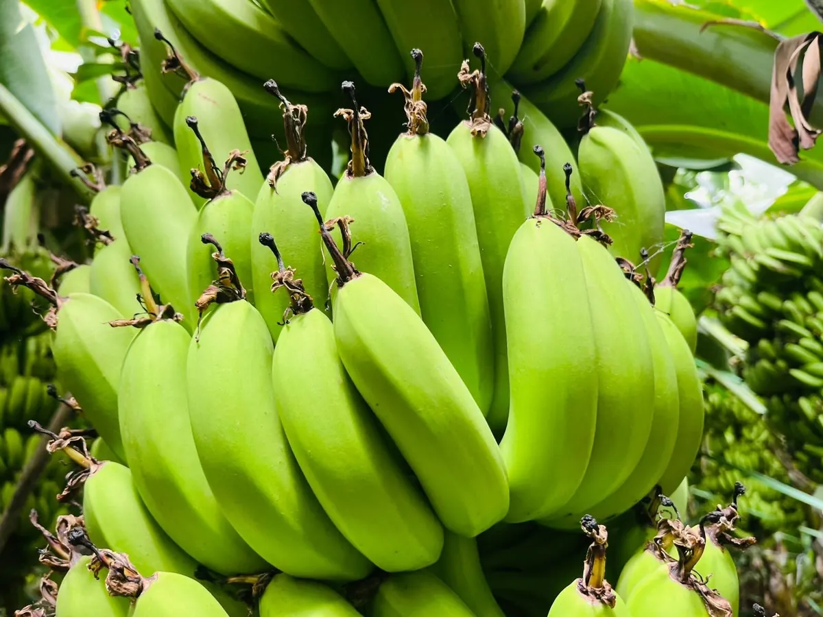 Green Cavendish G9 banana bunch growing on the plant at a Maharashtra farm