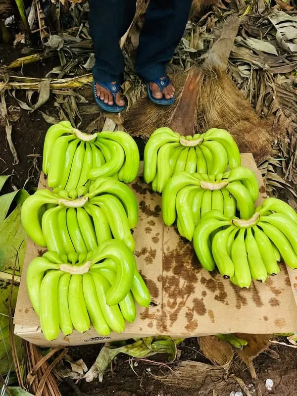 Freshly harvested green Cavendish G9 banana hands laid out in the field before packing