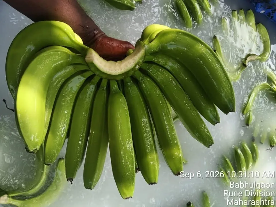 Cavendish G9 banana hand being washed in a clean water tank at Babhulgaon, Maharashtra
