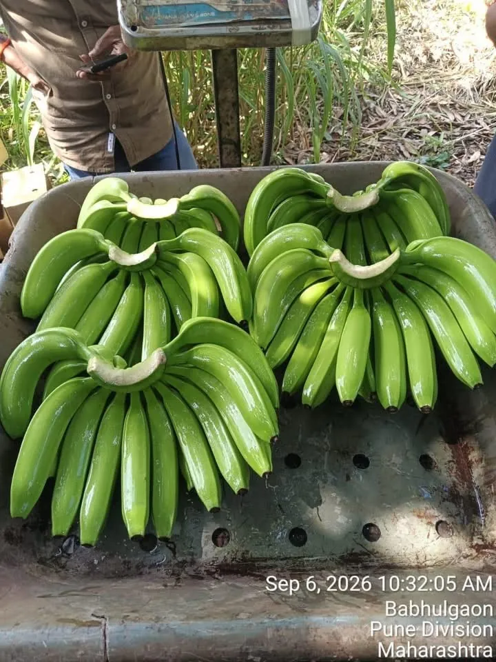 Cavendish G9 banana hands being weighed before export packing at Babhulgaon, Maharashtra