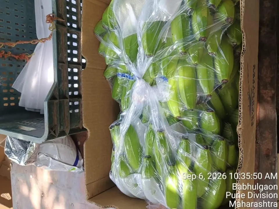 Cavendish G9 bananas packed in polybags inside an export carton at Babhulgaon, Maharashtra