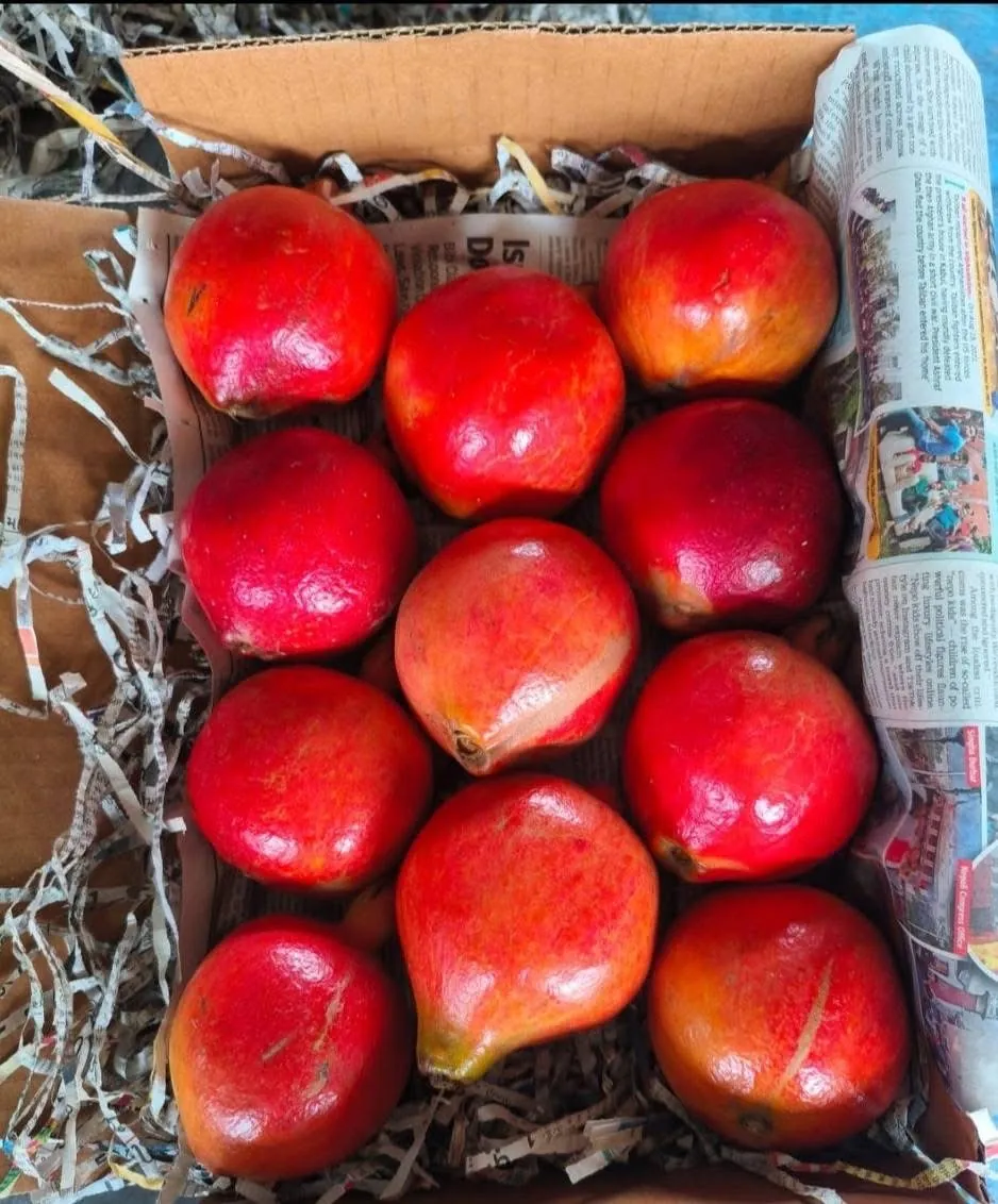 Red Indian pomegranates packed in a single-layer export carton with paper shreds