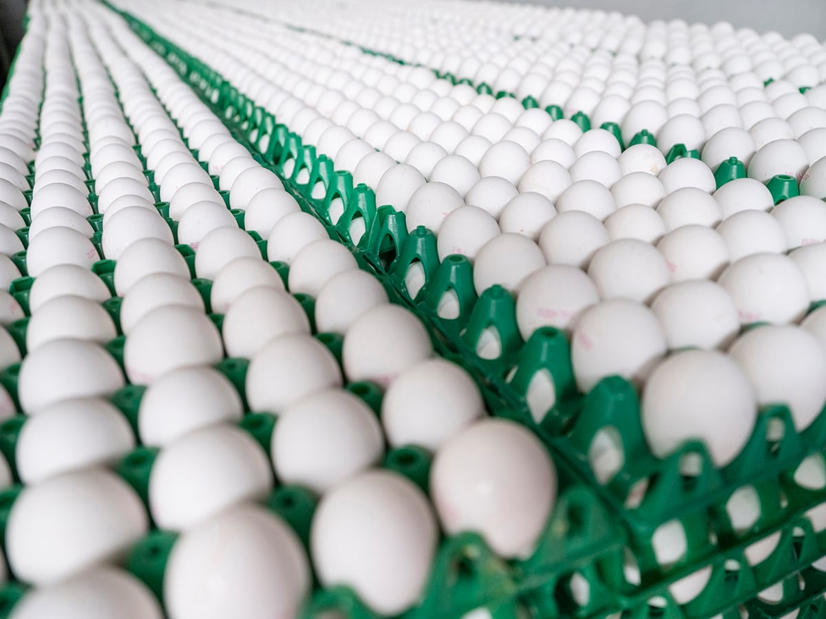 eggs on trays gettyimages 2086453155 copy