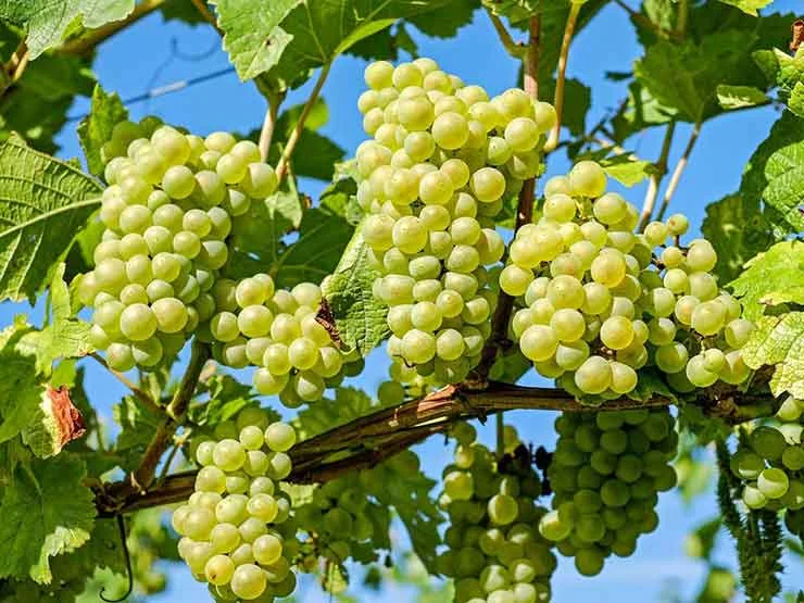 grape cultivation